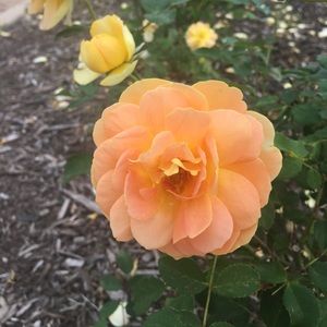 Meet your Posher, Vivianne